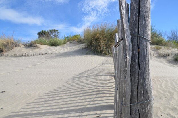 Foto gras am sandstrand gegen den blauen himmel