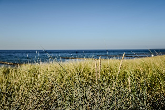 Gras am Strand vor klarem Himmel