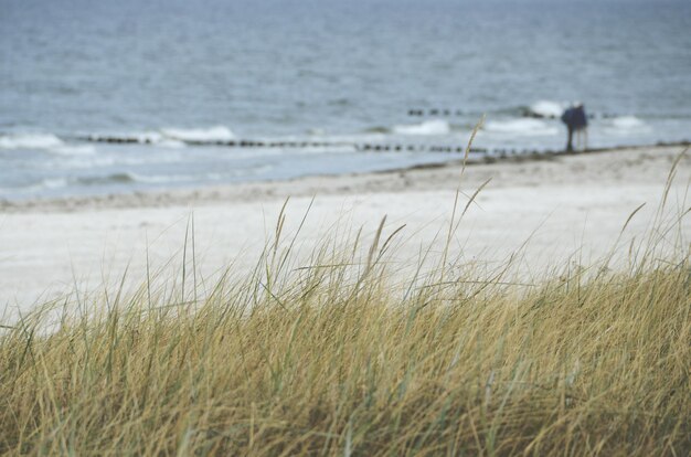 Foto gras am strand