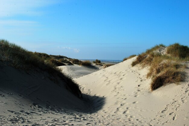 Foto gras am strand