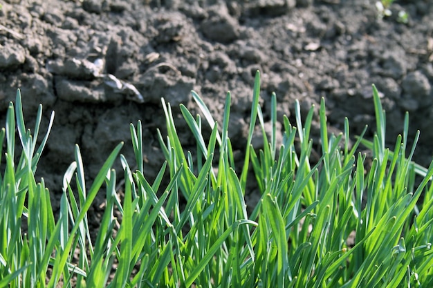 Gras auf dem Boden