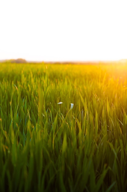 Gras auf dem Feld bei Sonnenaufgang Agrarlandschaft im Sommer