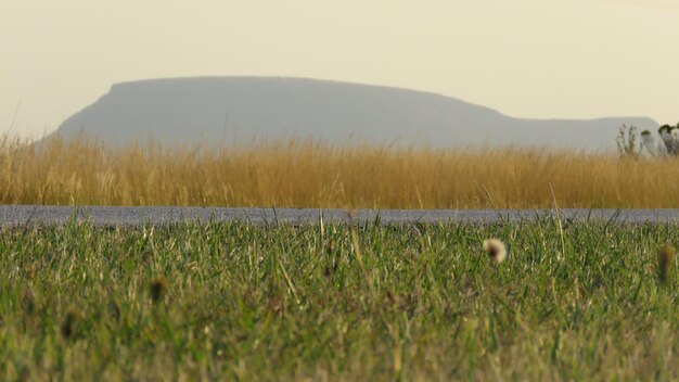 Gras auf dem Feld gegen den Himmel