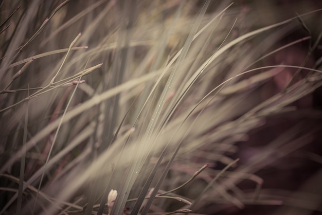 Gras auf dem Feld