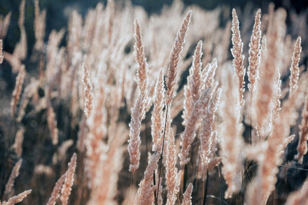 Gras auf dem Feld