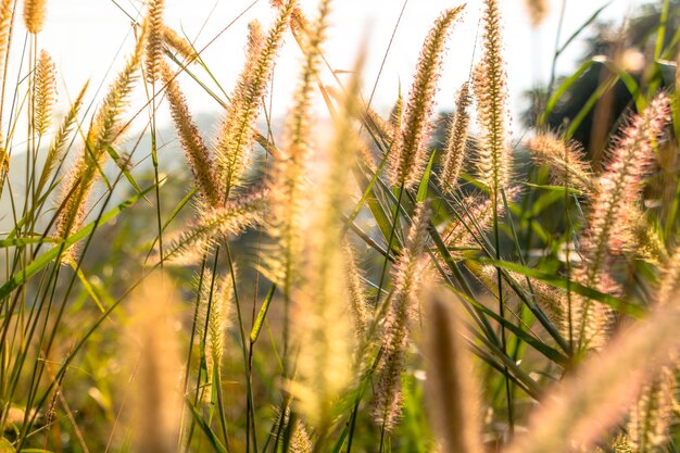 Gras auf dem Feld