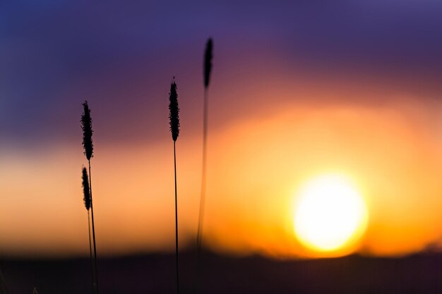 Gras auf dem Hintergrund des Sonnenunterganghimmels