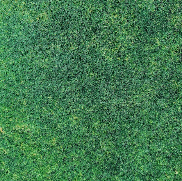 Gras auf dem Rasenhaus im Hinterhof und Gartenkonzept