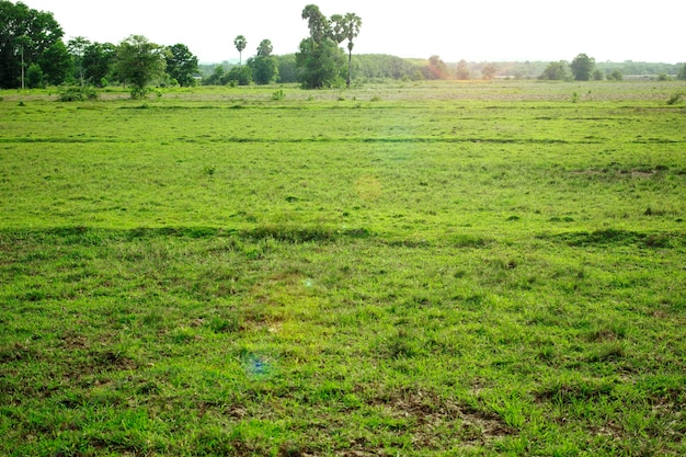 Gras auf dem verlassenen Feld