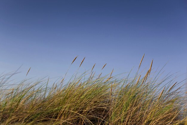 Gras auf Dünen