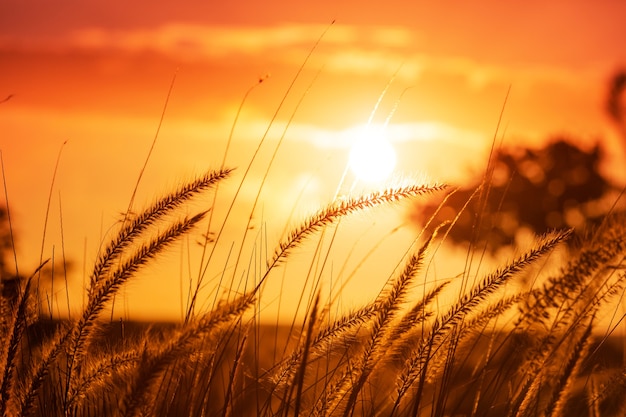 Gras auf einer Wiese bei Sonnenuntergang