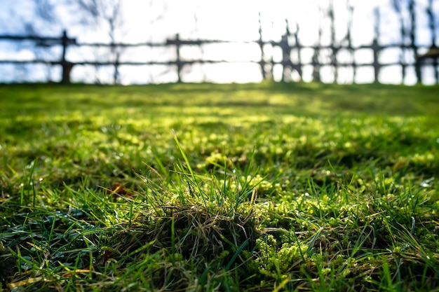 Gras auf einer Wiese mit Tautropfen in den Strahlen der Morgensonne im Hinterhof