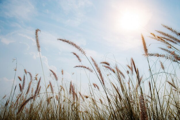 Gras auf Feldern am Himmel.