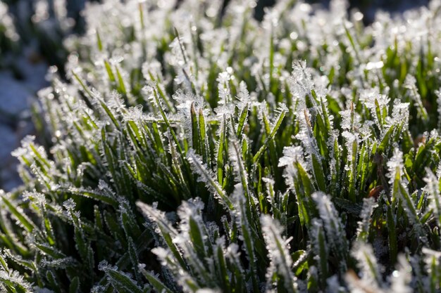 Gras bedeckt mit Eis und Frost in der Wintersaison