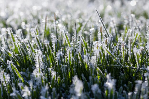 Foto gras bedeckt mit eis und frost in der wintersaison