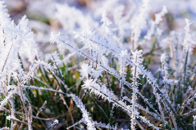 Gras bedeckt mit Frost im Winter