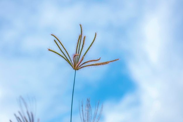 Gras blüht Flora mit Hintergrund des blauen Himmels