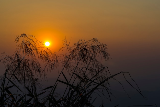 Gras Blume Sonnenuntergang