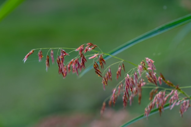 Gras Blume