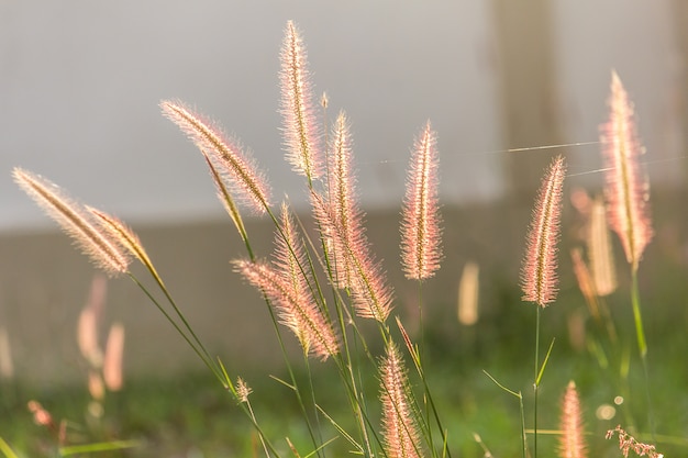 Gras Blumen.