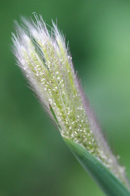 Gras-Blumenabschluß oben, Makro