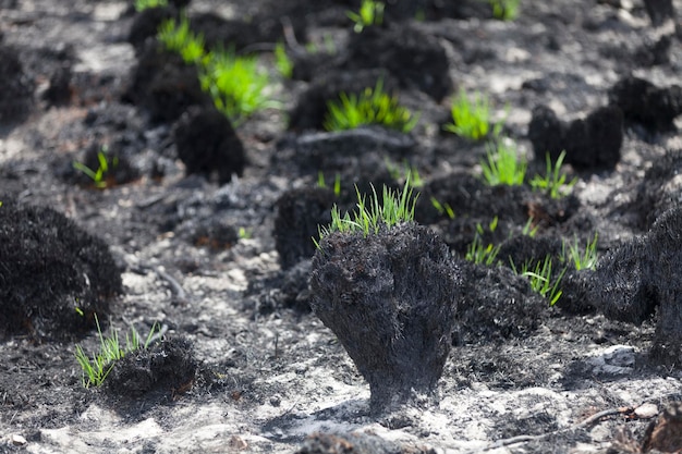 Gras, das auf dem verkohlten Moor nachwächst