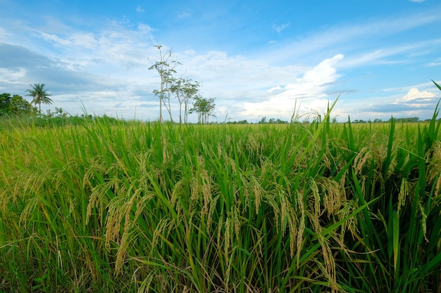 Gras, das bereit ist, geerntet zu werden