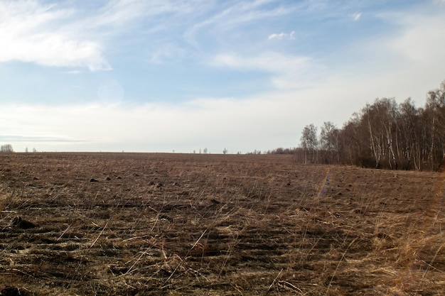 Gras des letzten Jahres auf einem Feld im Frühjahr