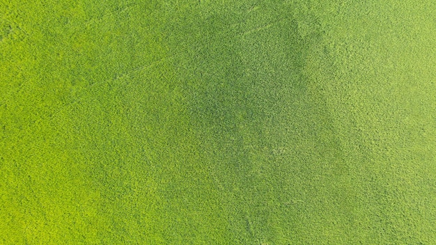 Gras Draufsicht Grünes Gras Textur für den Hintergrund