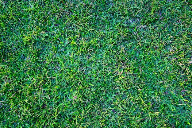 Gras Feld Hintergrund Natur grünes Gras grüne Wiese Grasfeld für Fußball natürlichen Hintergrund oder Kulisse Grünes Gras Textur aus einer Ansicht von oben Feld