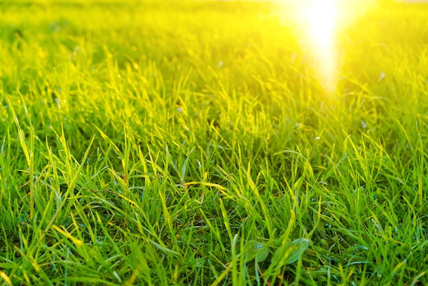 Gras Frisches grünes Frühlingsgras Nahaufnahme mit Sonnenstrahlen Soft-Fokus Zusammenfassung