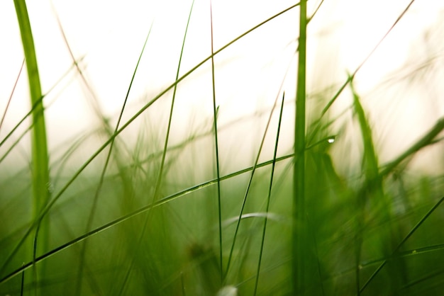 Gras. Frisches grünes Gras mit Tautropfen in der Nähe. Sonne. Weicher Fokus. Abstrakter Natur-Hintergrund