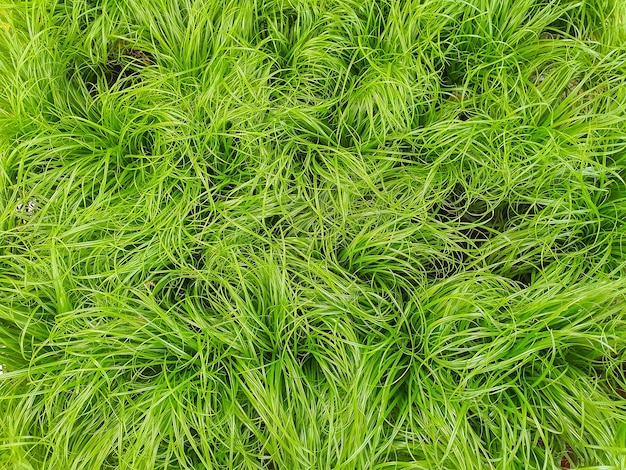 Gras für katzen in einem pflanzenladen
