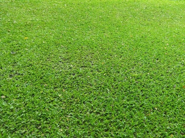 Foto gras-fußballplatz, grüne farbtextur