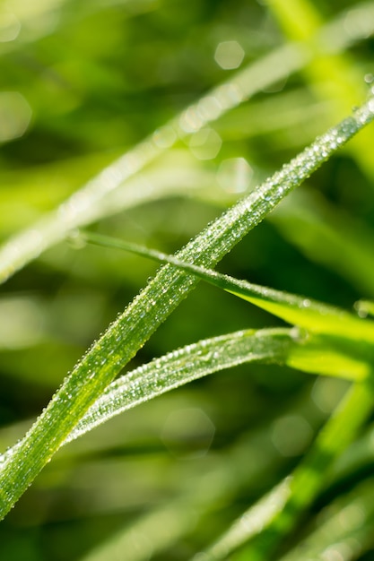 Gras Hintergrund Flacher Dof