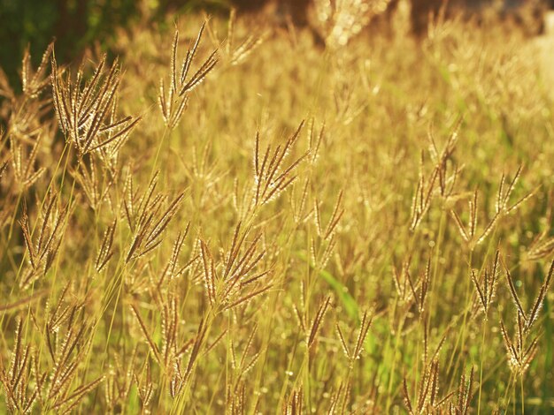 Foto gras hintergrund