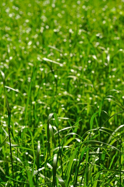 Foto gras hintergrund