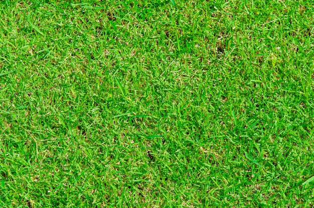 Gras Hintergrund