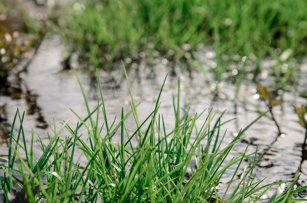 Foto gras im bach.