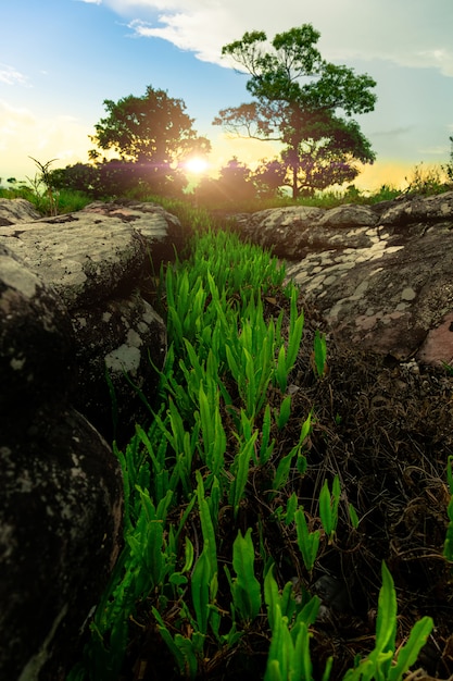 Foto gras im felsriss sonnenuntergang