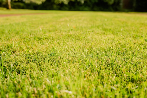 Gras im Hinterhof