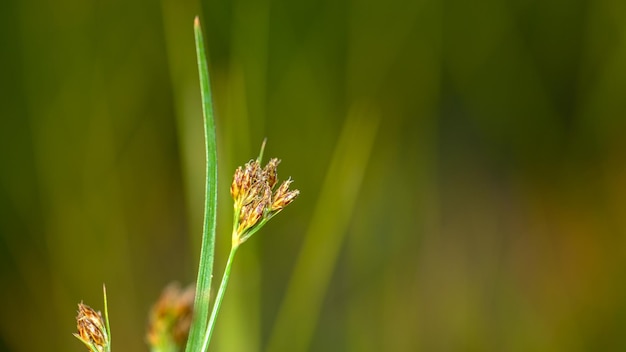 Gras im Reisfeld