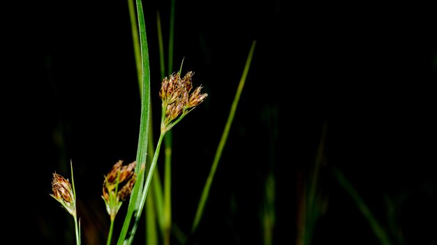 Gras im Reisfeld