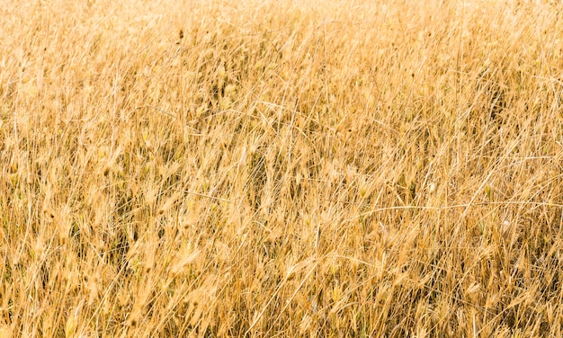 Gras im Sonnenuntergang