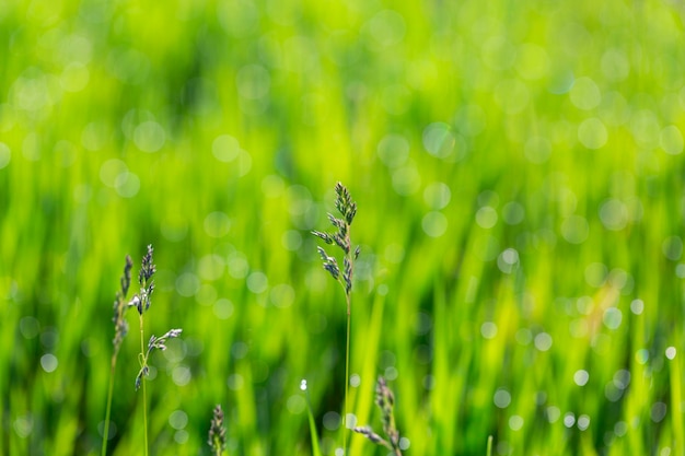 Gras im Tau und Morgensonne blendet abstrakten Hintergrund