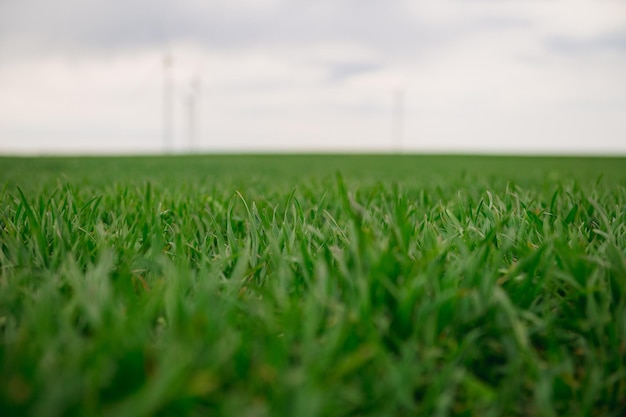 Gras im Vordergrund drei Windturbinen eines Windparks zur Erzeugung erneuerbarer Energie im Hintergrund Saubere grüne alternative Energie