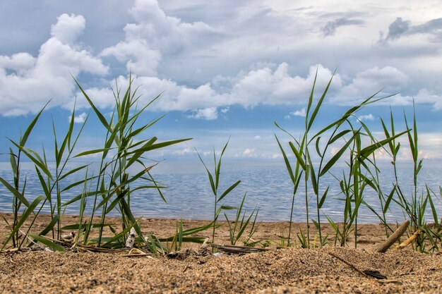 Gras im Vordergrund vor dem Hintergrund eines wunderschönen Sees