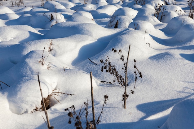 Gras im Winter