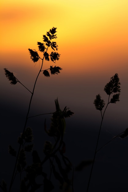 Gras im wunderschönen Sonnenuntergangslicht