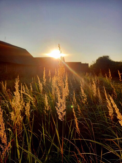 Foto gras in der abendsonne